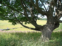 073 Longwood Gardens [2008 August 23]